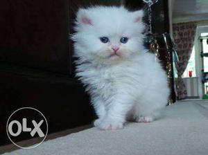 White persian kitten semi punched face and blue eyes.