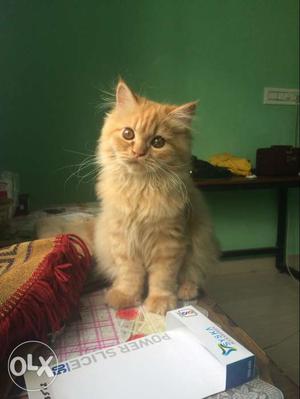 1 yr old persian cat friendly n 100% healthy