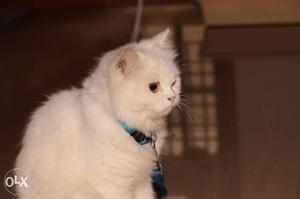 11 months..persian cat Female