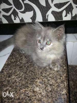 2 months old long hair Persian kitten