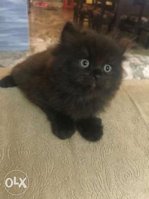2 months old persian cats