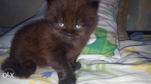20 days old pure persian male kitten. will give