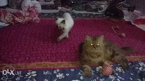 2kittens Himalayan 4 months old male n Persian
