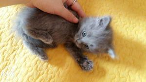 2months old semi Persian kitten. Toilet trained. Price is