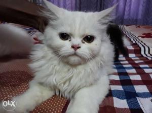 4 month old white persian kitten pair for sell