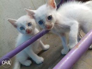 4 white kittens with blue eyes..500/-