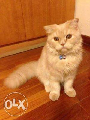 6 months old 2 male persian cats at low cost