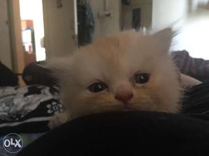 A month old persian kittens for sale. will be off