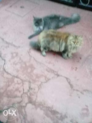 A pair of cat for sell female is pregnant