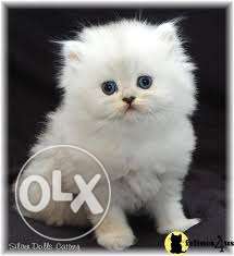 All color Persian cat kitten for sale in deheradun call me