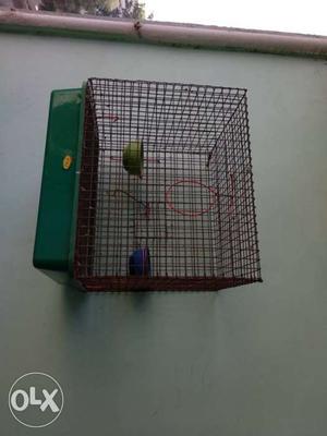 Beautiful And Strong Bird Cage For Sale with Two