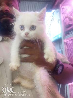 Best quality of KITTENS with BLUE EYES for sale