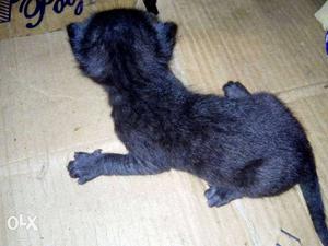 Black cat 10 to 12 days