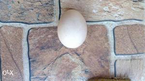Black hen egg... 50 per egg