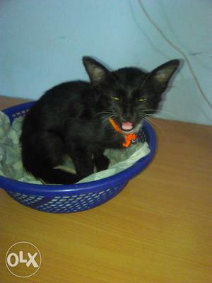 Black kitten, toilet trained, need a loving family