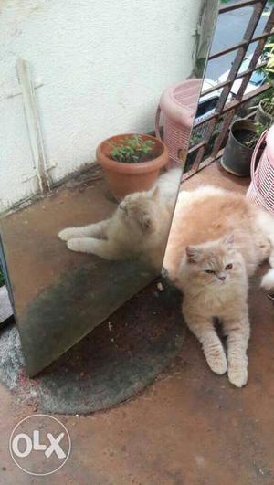 Brown persian cat available