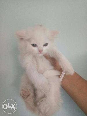 Cash on delivery all Persian kitten available