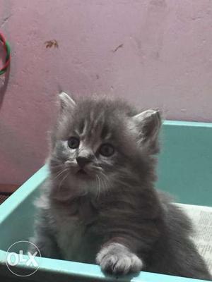 Certified SIBERIAN kittens for sale