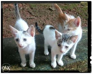 Cute kittens -,pala,
