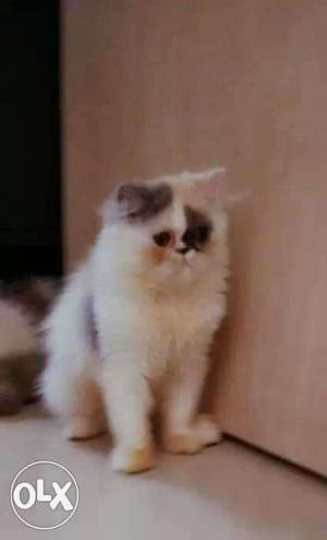 Extreme punch Persian cat female kitten available