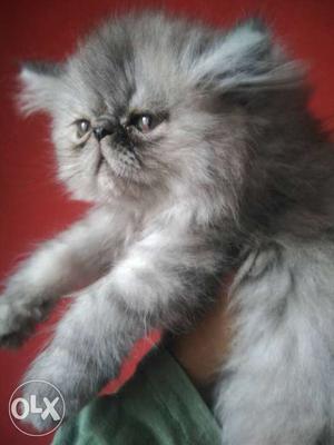 Extreme punch male kitten available prize is