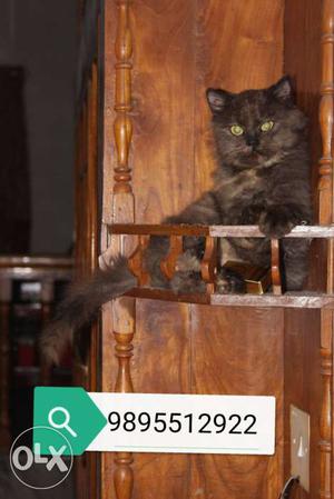 Female Persian kitten for sale super active and