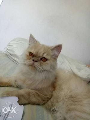 Female cat 4 months old wnt to sell