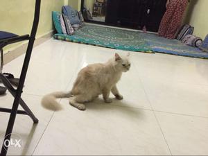 Female cat for sale urgently