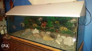 Fish Tank at Bargain Price!!