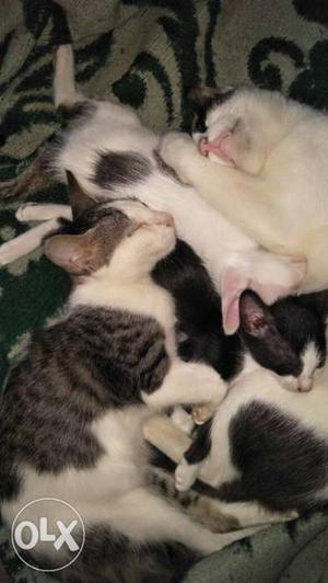 Four Tabby Cats