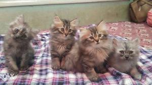 Four lovely Persian cats kitten's