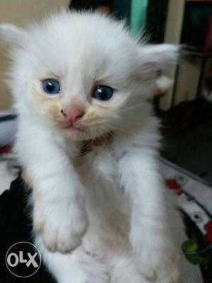 Four white one Black And Gray persian Kittens