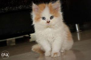 Full punch face male Persian cats good looking