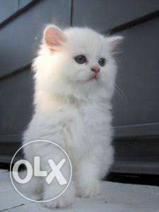 Full white pure persain 2months old kitten only