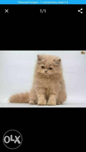 Golden persian Cat