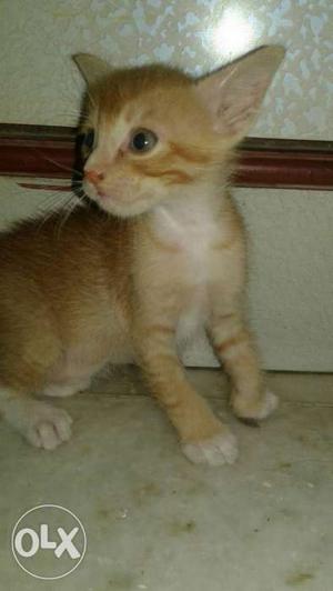 Its a male 1 month rashiyan kitten full golden
