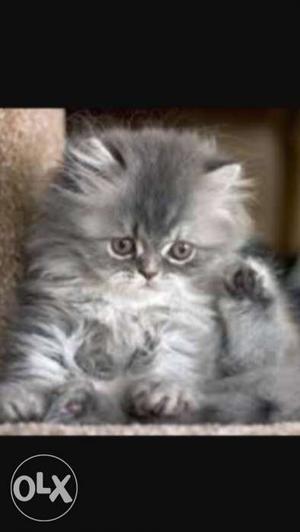 Long-fur Gray And White Kitten