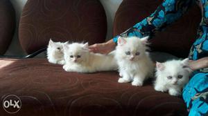 Long hair blue eyes playfull and cute baby persian cats