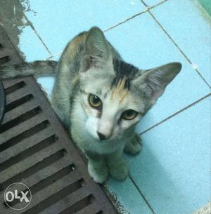 Magic is a six month old female kitten. She is vaccinated