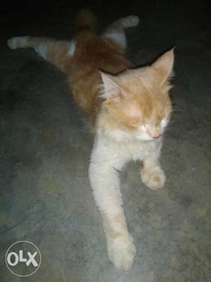 Male Cat for meting