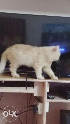 Male persian cat 1 year old for sale - cute and friendly