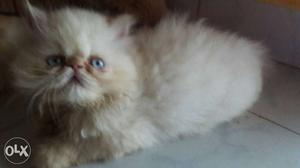 Margao.Persian kitten.