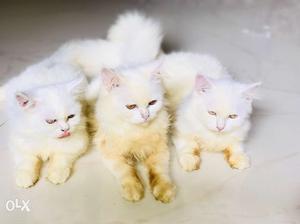 Parsian Cats Male & Female  Per Cat Fix Price