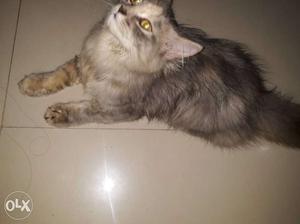 Parsian cat female 6 month very tlnted toilet going washroom