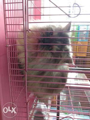 Percian cat female for sale 6 mnth