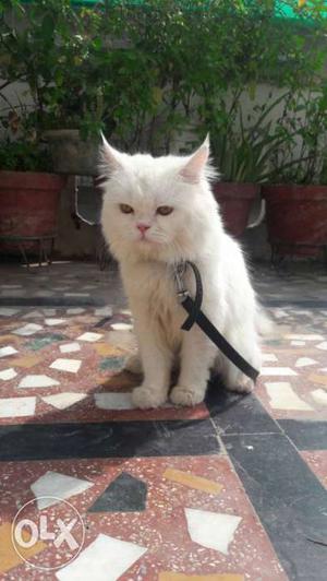Persian Cat Male 9 Months