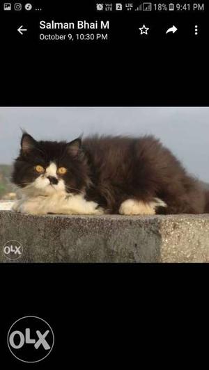 Persian Cat availble for mating