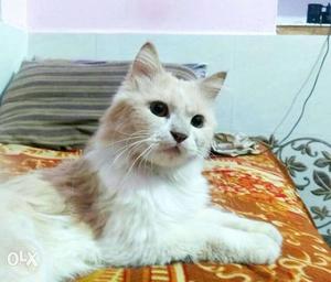 Persian cat female for sell