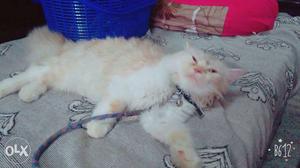 Persian cat for sale white colour