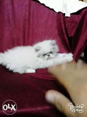 Persian cat male extreme punch sale